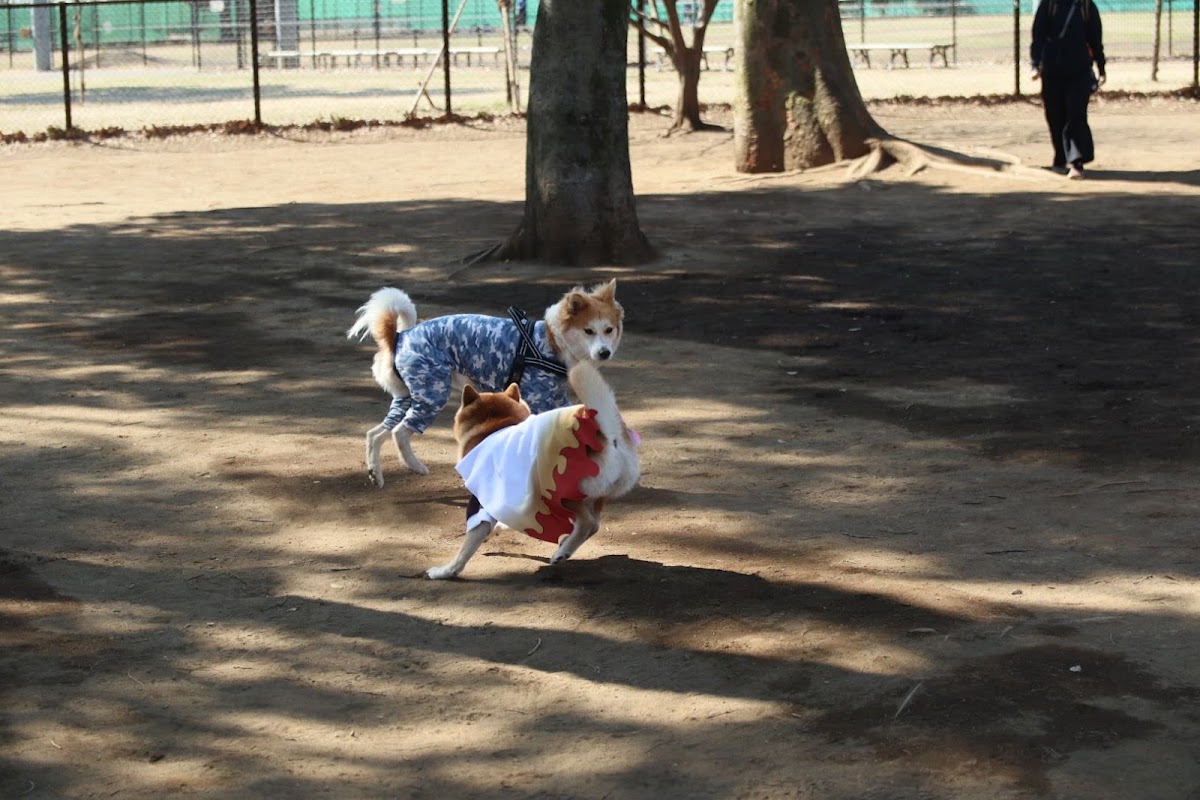 小金井公園 ドッグランの実際の写真