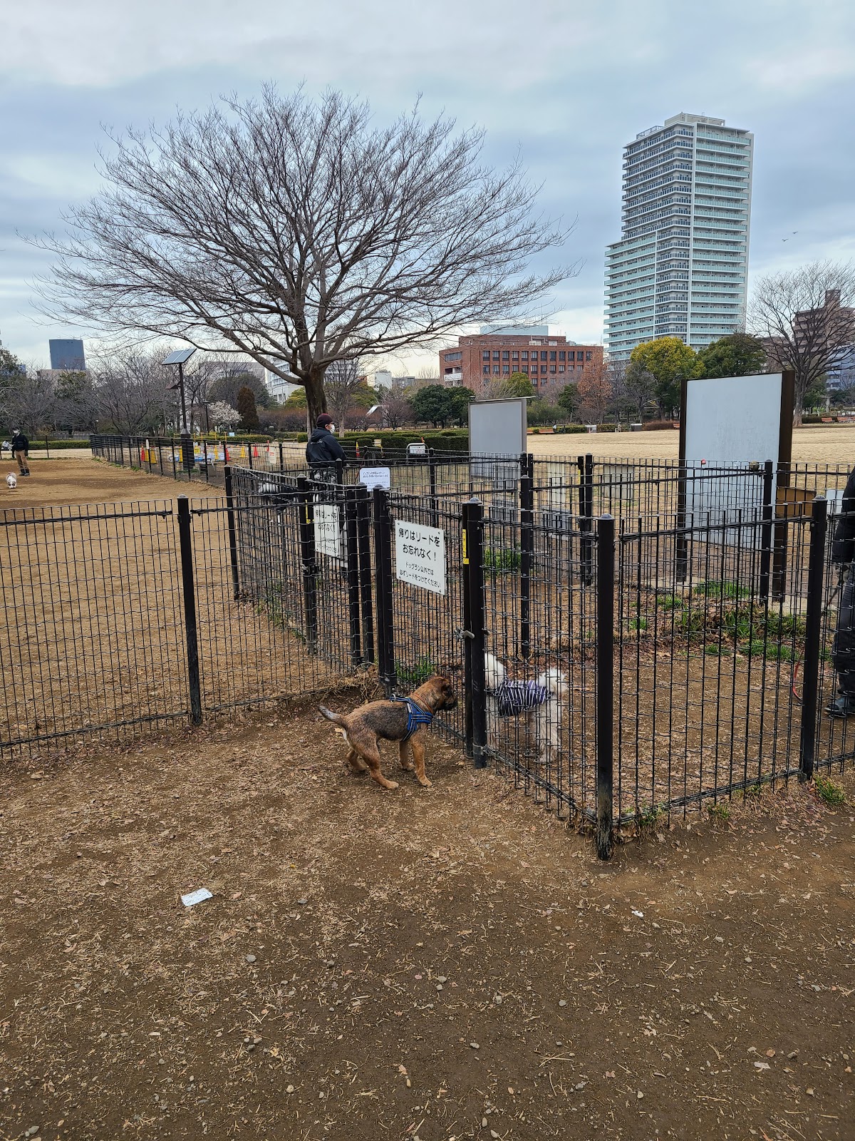 木場公園 ドッグランの実際の写真