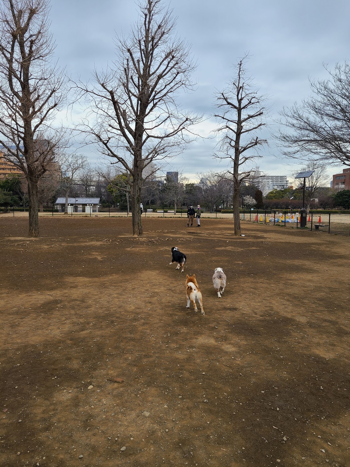 木場公園 ドッグランの実際の写真