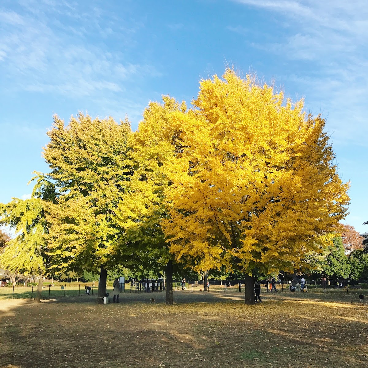 木場公園 ドッグランの実際の写真