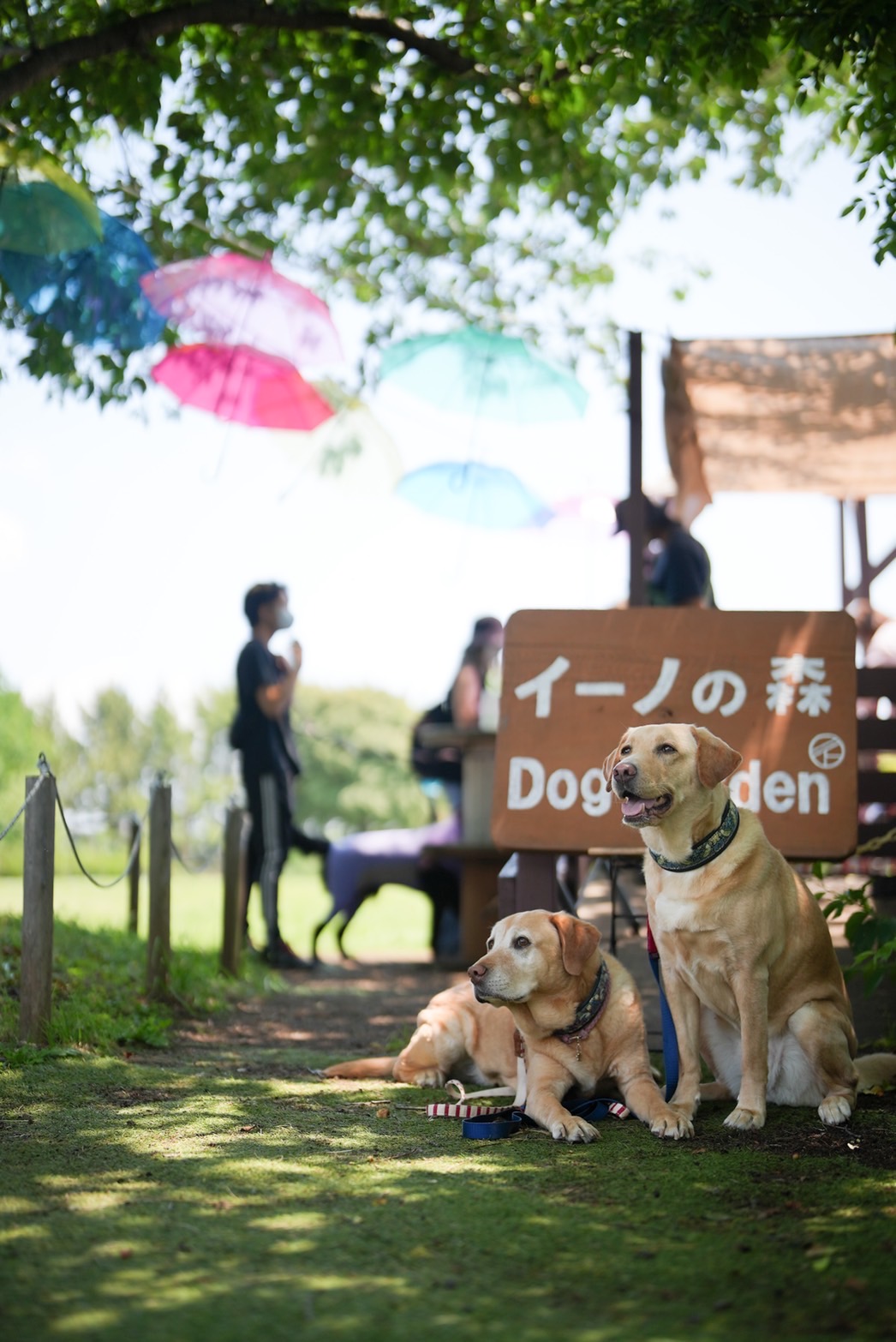 イーノの森 Dog Garden