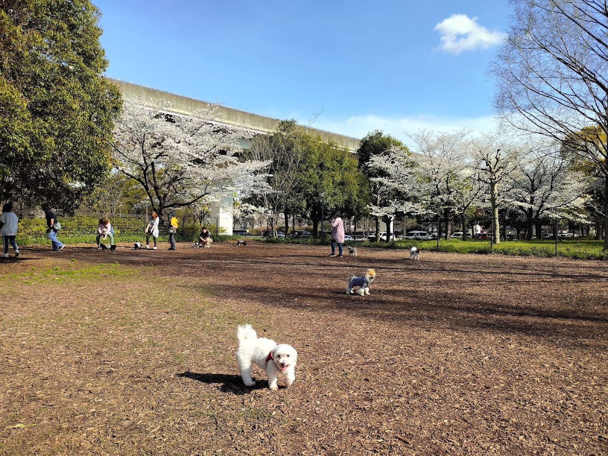 舎人公園ドッグランの実際の写真