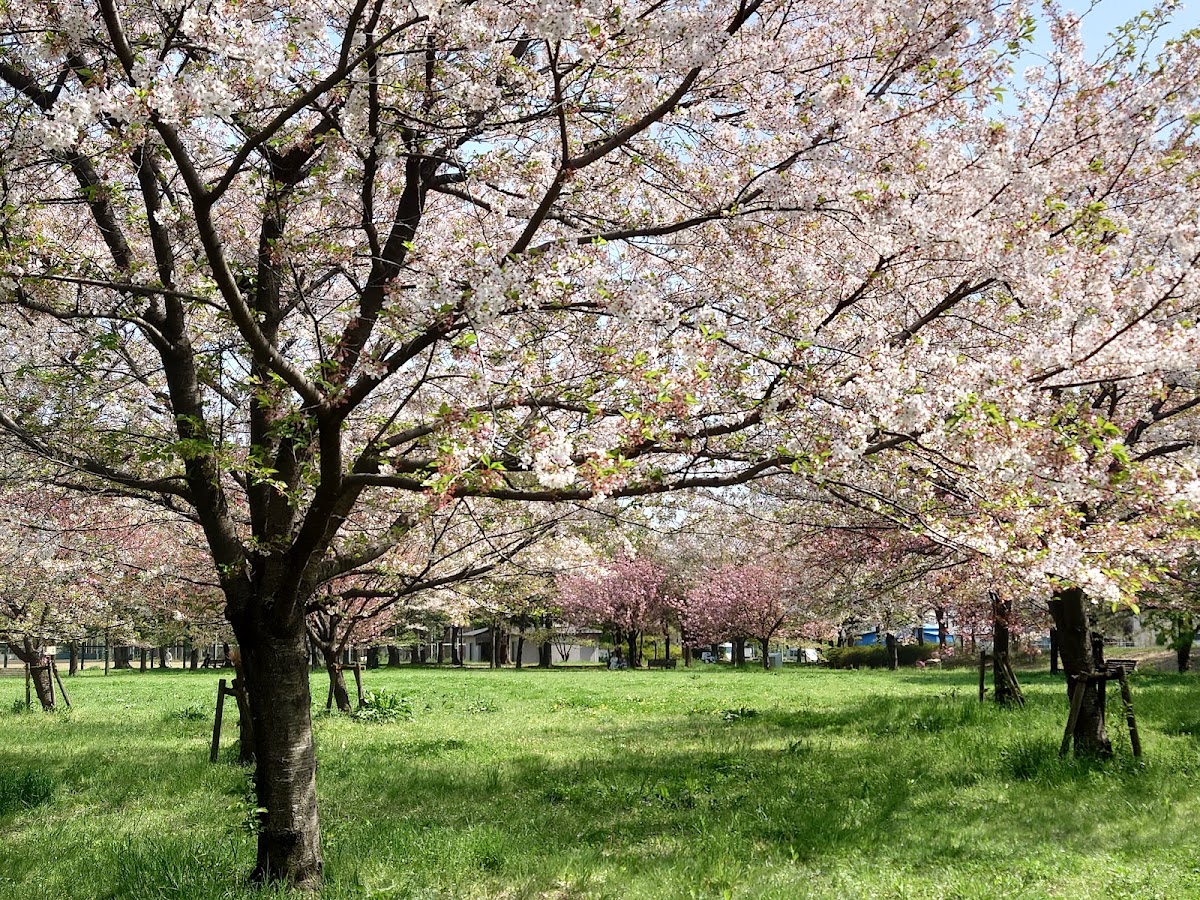 舎人公園ドッグランの実際の写真