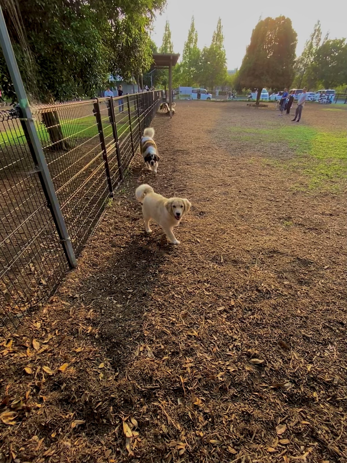 舎人公園ドッグランの実際の写真