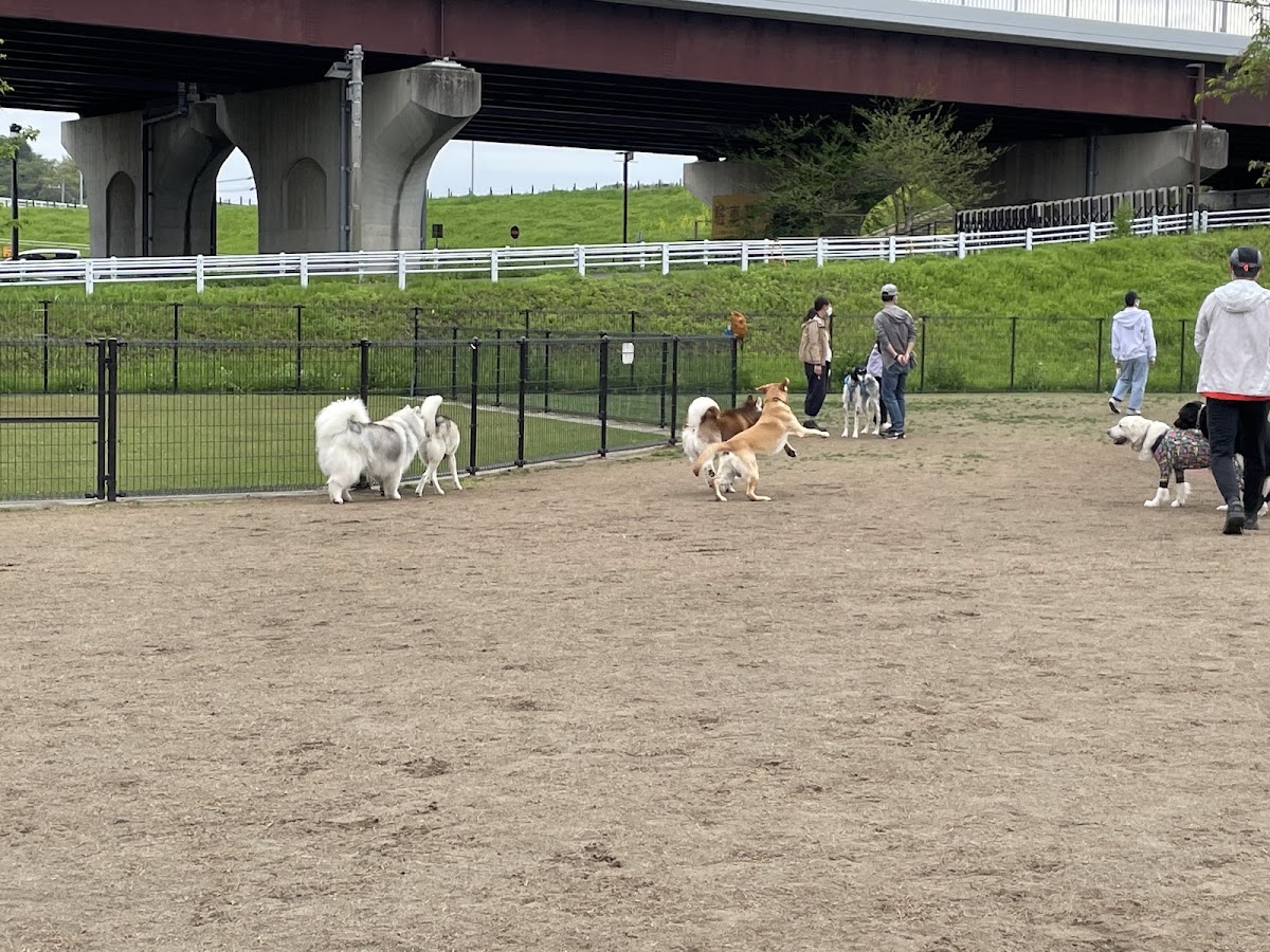 新横浜公園 ドッグランの実際の写真