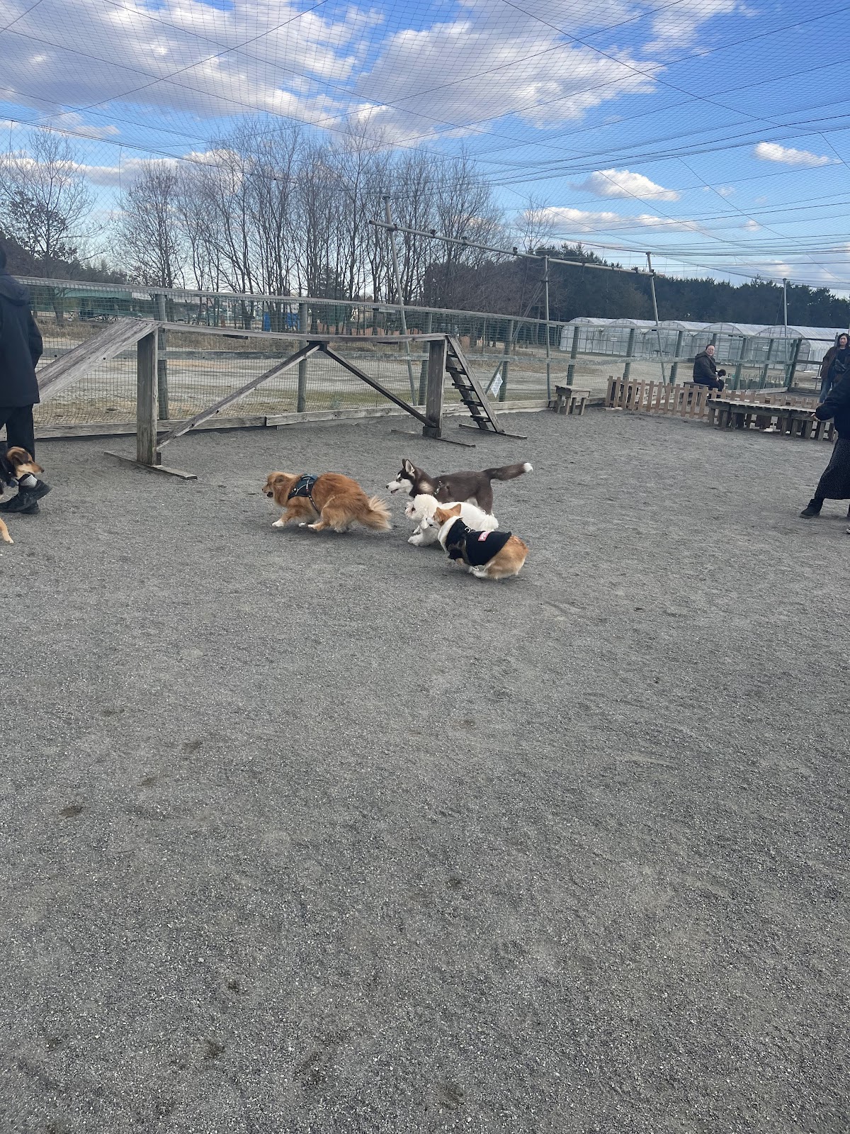 ドッグランたまごの実際の写真