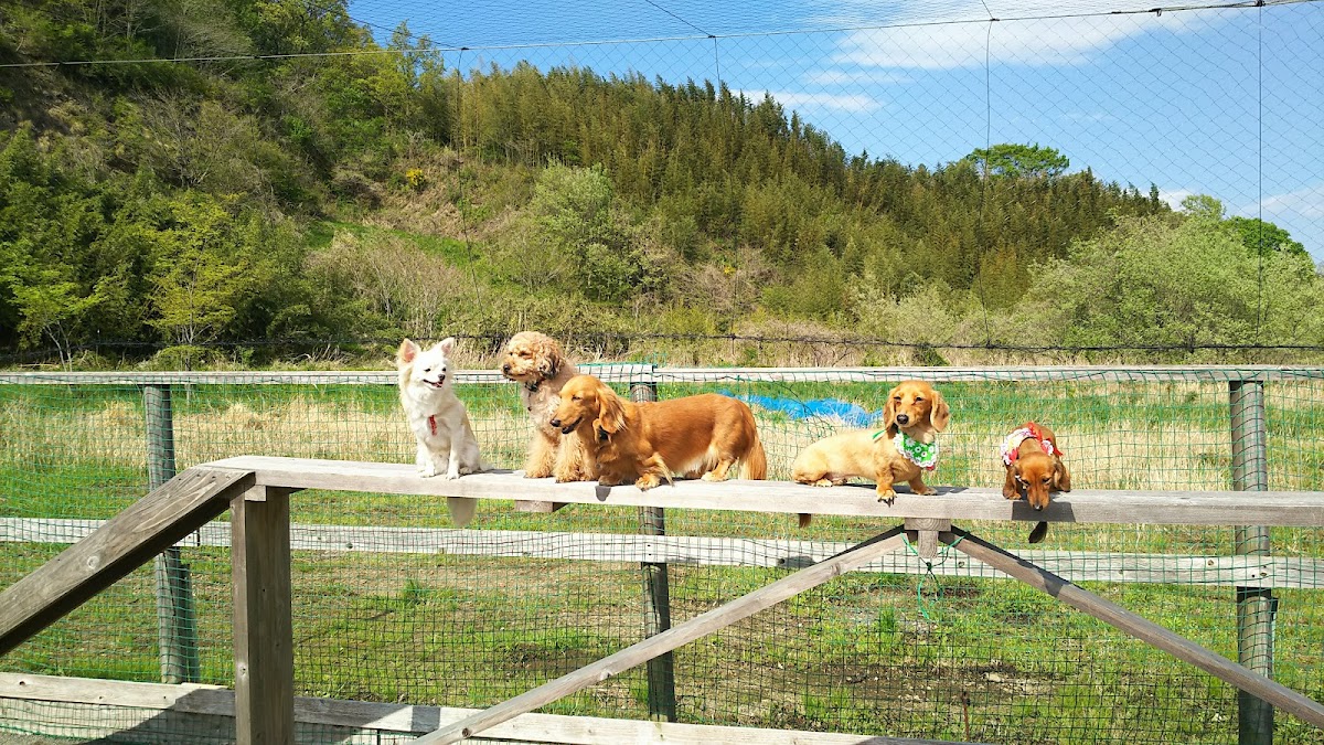 ドッグランたまごの実際の写真