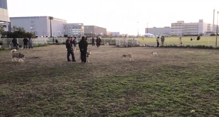 わんわん広場
