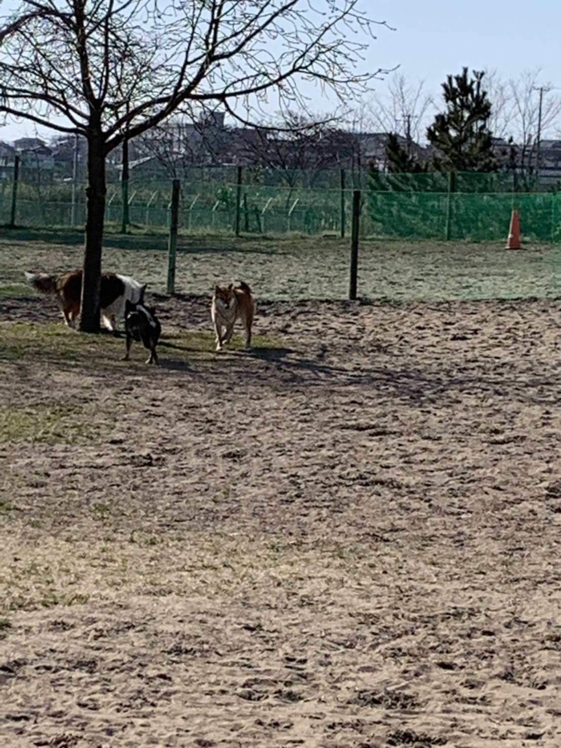 島見緑地公園ドッグランの実際の写真