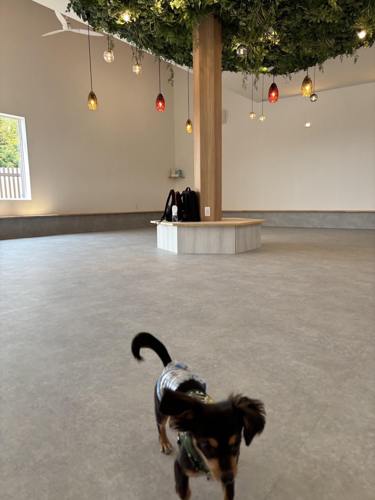 DogRunWellnessの実際の写真