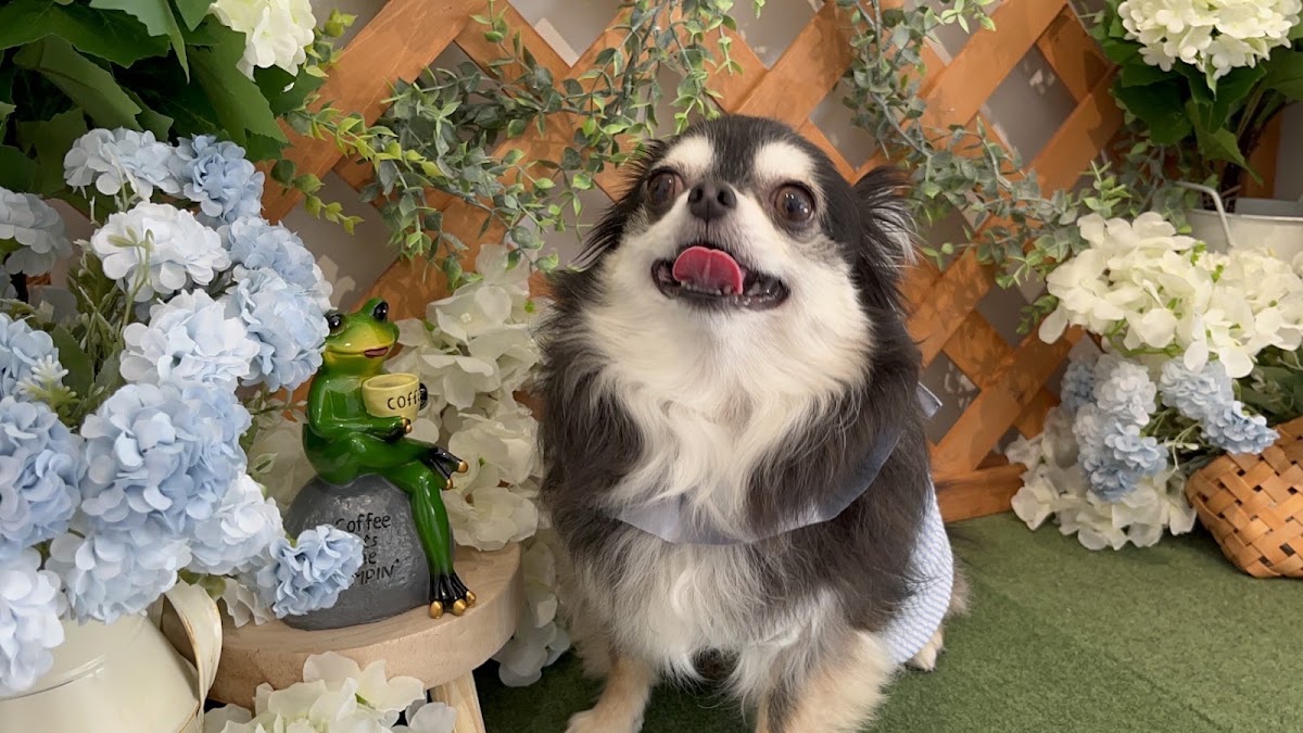 DogRunWellnessの実際の写真