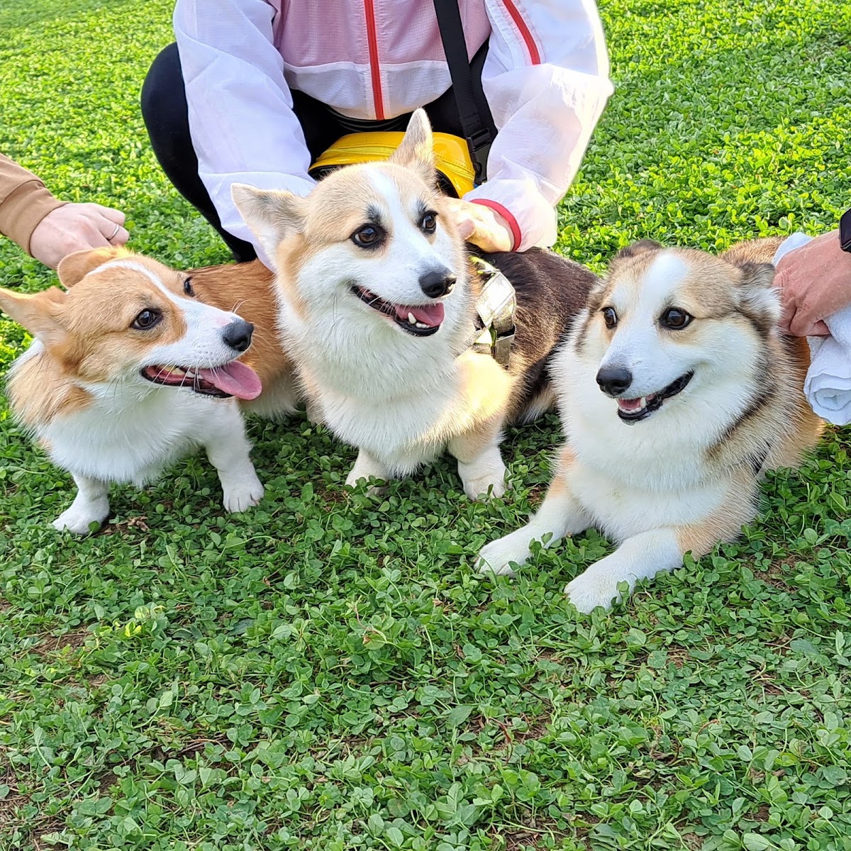 足洗潟公園 ドッグラン