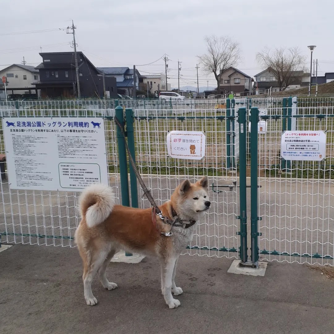 足洗潟公園 ドッグランの実際の写真