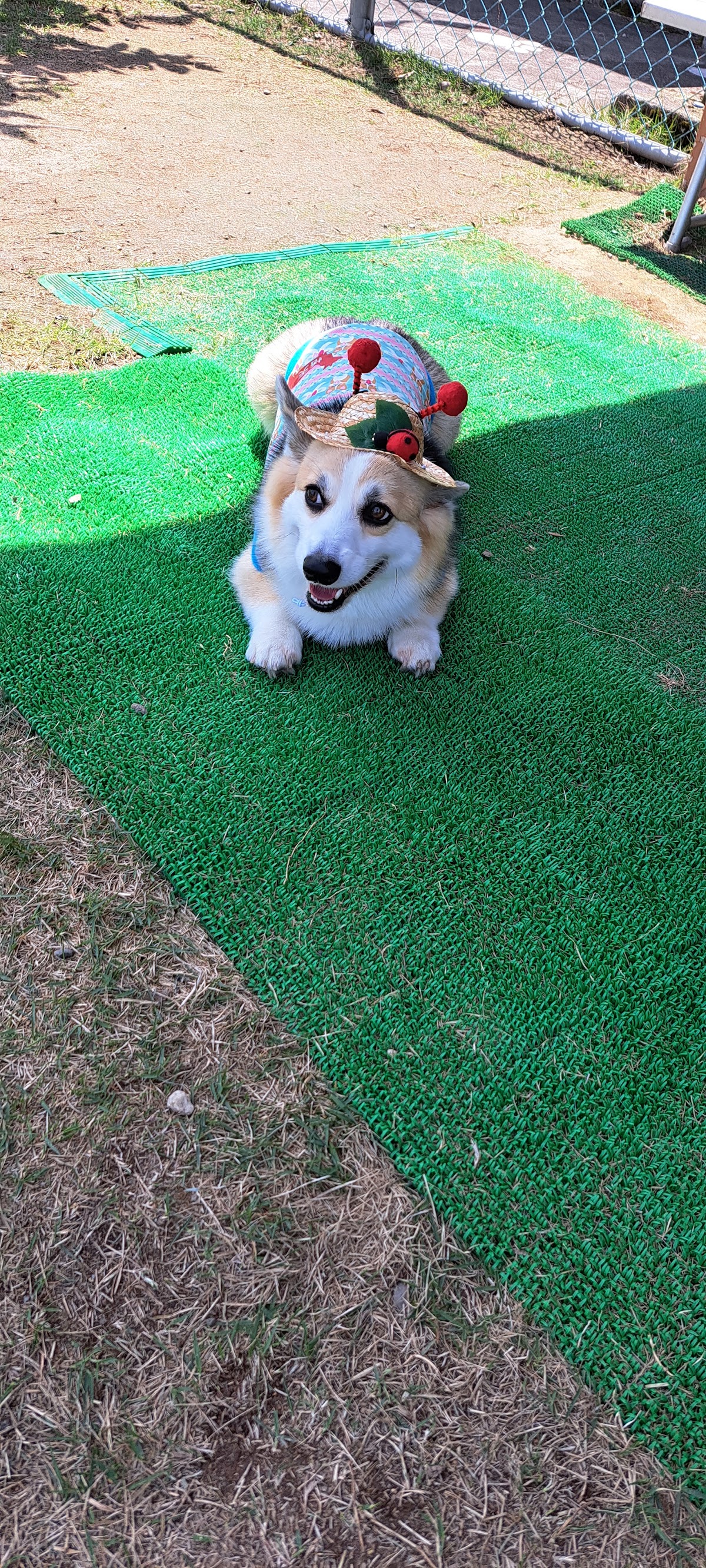 ＤＯＧ Ｐａｒｋ 福光（ドッグパークふくみつ）