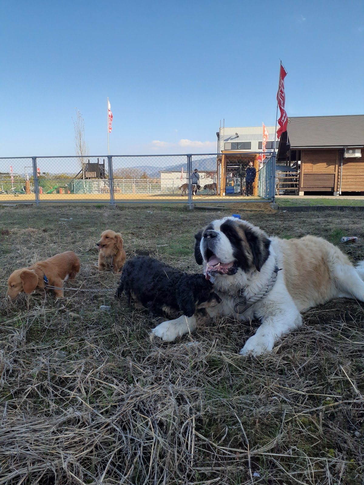 ＤＯＧ Ｐａｒｋ 福光（ドッグパークふくみつ）の実際の写真