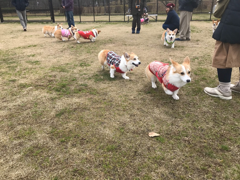 木場潟公園 ドッグラン