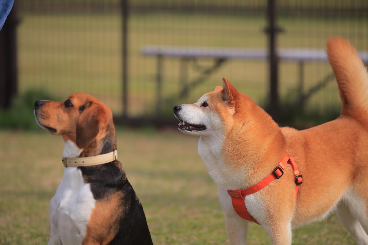 木場潟公園 ドッグランの実際の写真