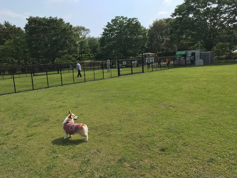 木場潟公園 ドッグランの実際の写真